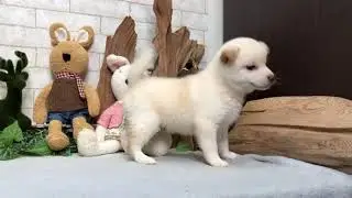 White Shiba Inu - Chaz