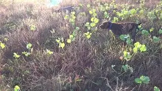 Quail hunting