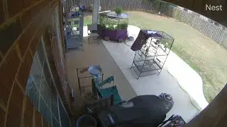 Video catches hawk trying to eat cockatiels at Huntsville home