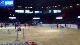 Agilityuppvisning Gothenburg Horse Show