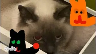 NOUVELLE INTRO ET OUTRO