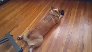 My dog plays like a cat