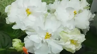 Фиалки у Алисы. Любимые сорта в моей коллекции.
