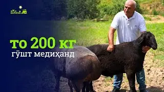 "Долларҳои ҳаракаткунанда": гусфандҳои ҳисорӣ ҳамчун бизнеси даромаднок