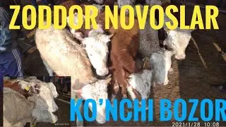 Guliston tumani Ko’nchi Mol Bozoridan Mollar narxlari/ Гулистон тумани Кунчи Мол бозоридан моллар