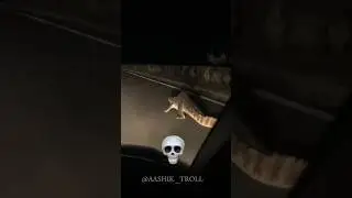 Scary Animals in Road 💀
