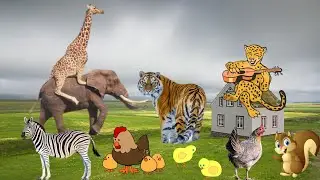 ANIMALS UNIVERSE - GIRAFFE, TIGER, SNAKE, ANIMALS VIDEO, ANIMAL SOUNDS
