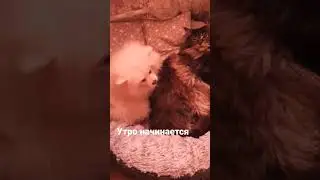 morning starts #шортс #animals #тикток #животные #tiktok #instagram #cat #dog #рекомендации #собака