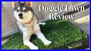 Doggie Lawn Review | Potty Lawn Subscription