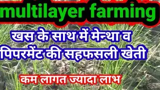 खस की खेती।multilayerfarming।खस के साथ मेन्था की सहफसली खेती।।कम लागत ज्यादा फायदा।