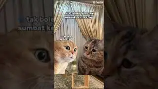 Homestay Cat Customer