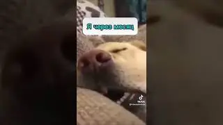 А у тебя так же было на интеграцционых?😅 #немецкийснуля