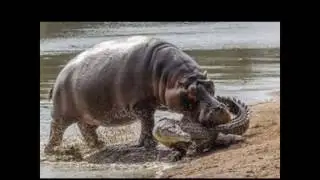 lion and anaconda fight