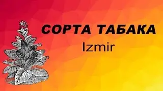 СОРТ ТАБАКА Izmir. Семена табака.