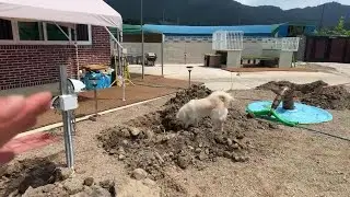 진돗개 텐 패밀리 라이브.키 3미터 이상 되는 배롱나무. 심을 구덩이 파기 완료!