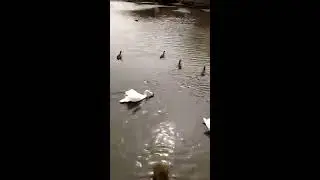 Geese and swan  fight