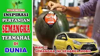 PERTANIAN SEMANGKA TERMAHAL DI DUNIA | INSPIRASI PERTANIAN | PETANI MILENIAL