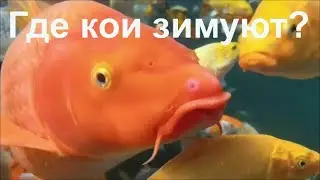 Где зимуют карпы кои?