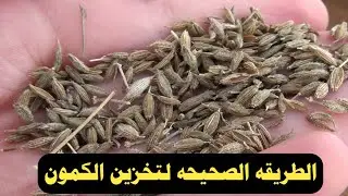 طريقه تخزين الكمون من الألف إلى الياء حتي لو 10 طــن #وكيفية الحفاظ علية لاطول فترة ممكنة