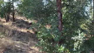 Compoundbow Camouflage Shot