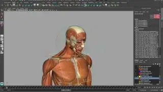 Complete Rigged 3D Model [hands, feet, muscles, skeleton, skin, internal anatomy]