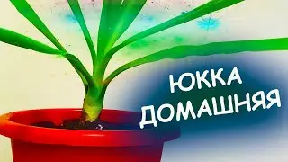 Десять советов как выращивать юкку домашнюю. Как размножать юкку домашнюю. Выращивание юкки в доме.