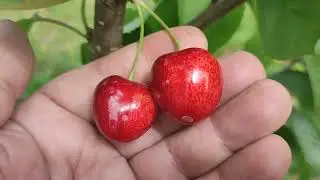Черешня сорт Канадский Гигант (Canada Giant). Сигнальное плодоношение