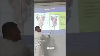 Глотка. Анатомия человека