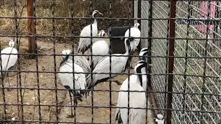 Красавцы журавли!🐦🐦🐦ТАЙГАН❤️
