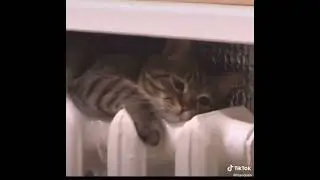 Ещё один котёнок грустит и лежит на батарее 🥺