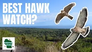 Experience the MOST EPIC Hawk Migration at Hawk Weekend Festival!