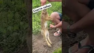 Спасаем зайца застрявшего в сетку. Потом обработали рану перекисью и отпустили и он убежал радостный