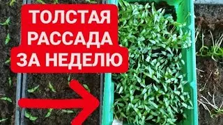 ТОЛСТАЯ рассада за неделю. Корни сразу толстые и пушистые