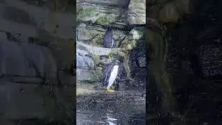 Красавчики пингвины.