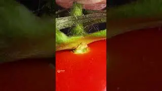 Tomato in Macro ASMR Video so satisfying OMG