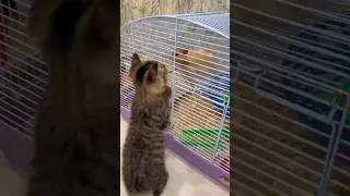 #хаха #юмор #котоприколы