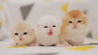 Cute little cat 😺 animals 2023 video catvideos | Part 10