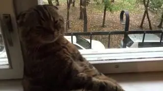 Cat Пришла осень и кот загрустил