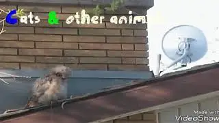 Funny owls~Смешные совы