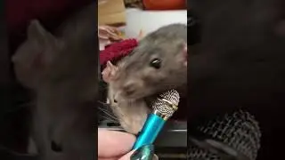 Tiny mic interview with the rats 🎤🐀 #shorts #rat #tinymic #asmr #notapet #alveus #twitch