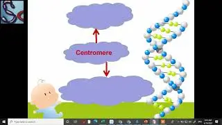 MITOSIS VOCABULARY