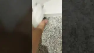 убегаю от хозяйки 🐹♥️