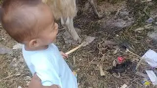 Kambing kurban 2019