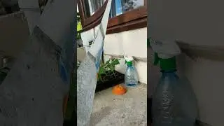 ЯКА ДОТЕПНА #синичка