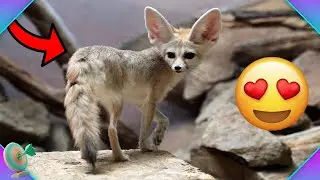 🔴Топ 10 ЕКЗОТИЧНИ животни