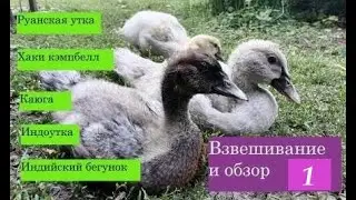 Руанские утки, каюга, хаки кэмпбелл, бегунок, индоутка, обзор и взвешивание в 1 месяц.