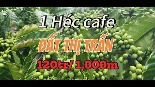1 HÉC CÀ PHÊ ĐẸP, ĐẤT THỊ TRẤN, ĐƯỜNG ĐI THUẬN TIỆN, GIÁ 120TR/1SAO