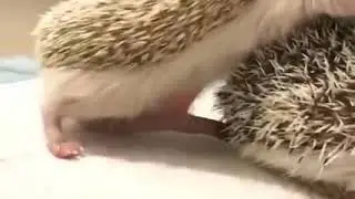 Mini Hedgehog Porn