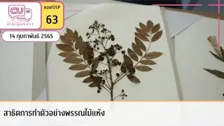 สาธิตการทำตัวอย่างพรรณไม้แห้ง | EP.63 | CU Channel Engagement