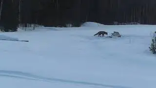 Kettu haaskalta 2